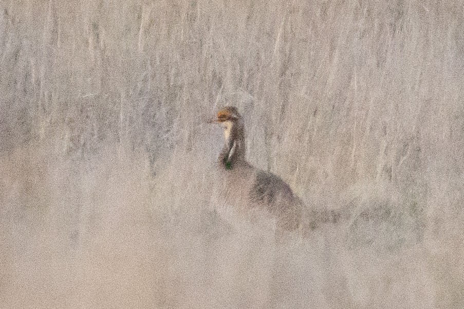 Lesser Prairie-Chicken - ML637284415