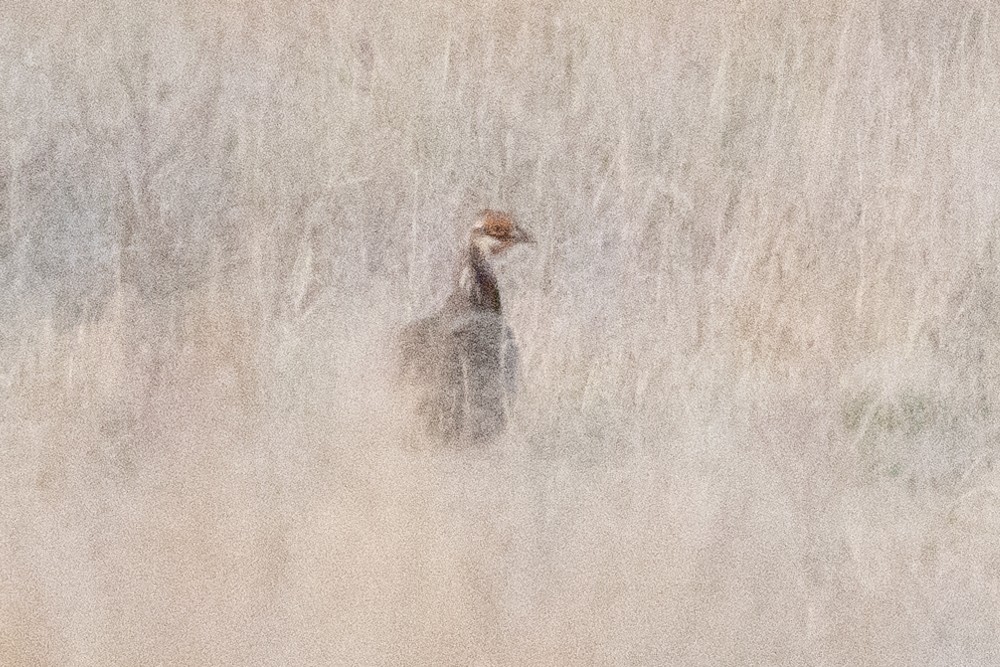 Lesser Prairie-Chicken - ML637284416