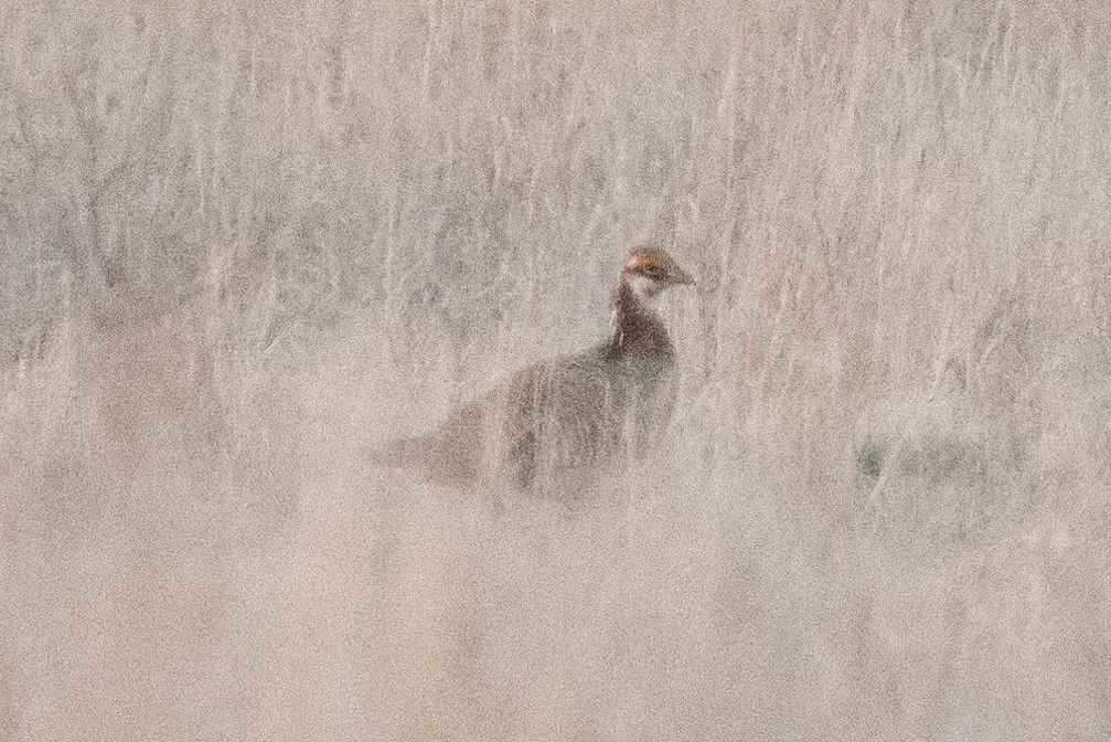 Lesser Prairie-Chicken - ML637284417