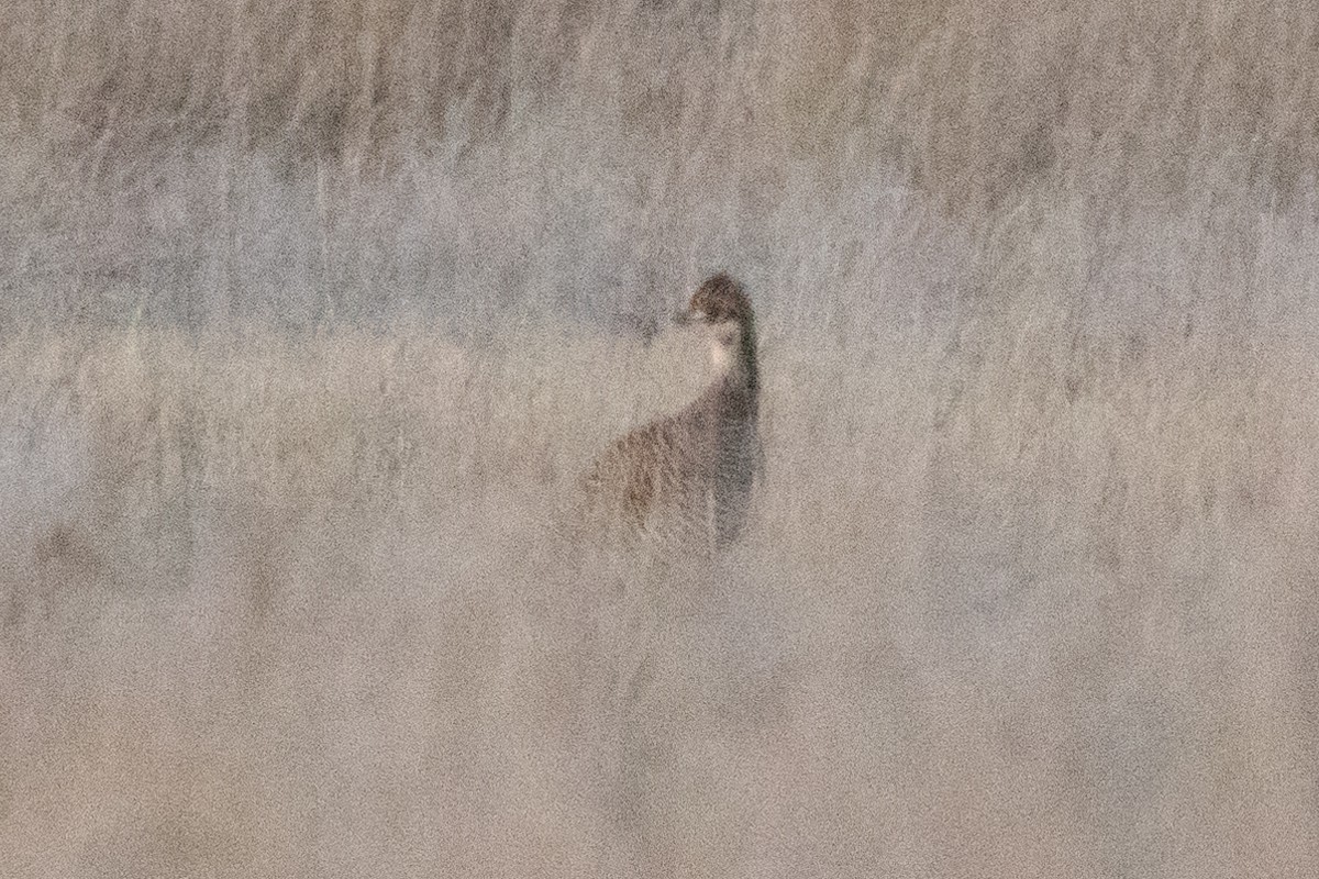 Lesser Prairie-Chicken - ML637284418