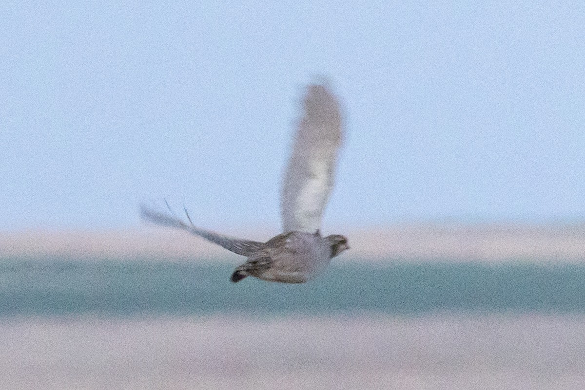 Lesser Prairie-Chicken - ML637284419
