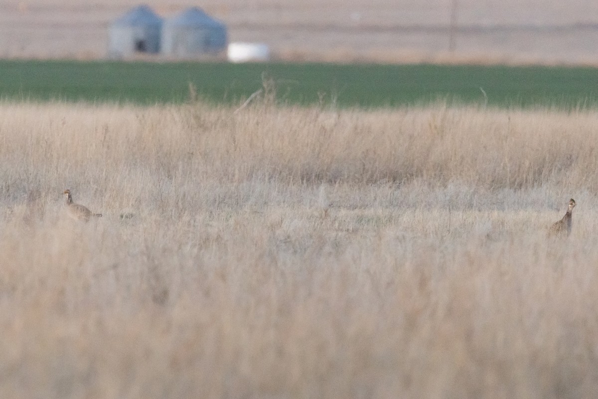 Lesser Prairie-Chicken - ML637284420