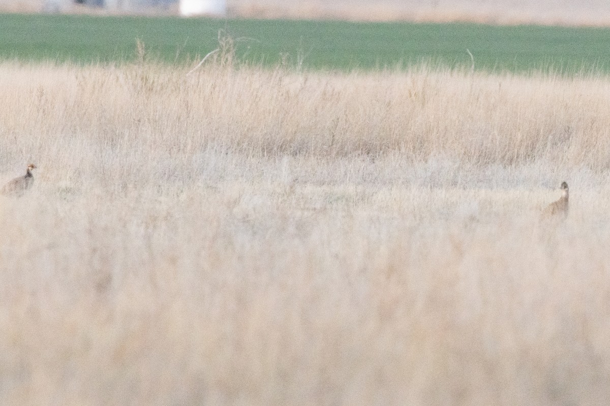 Lesser Prairie-Chicken - ML637284421