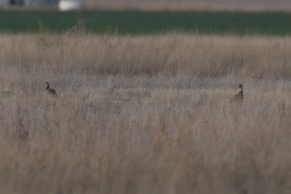 Lesser Prairie-Chicken - ML637284422