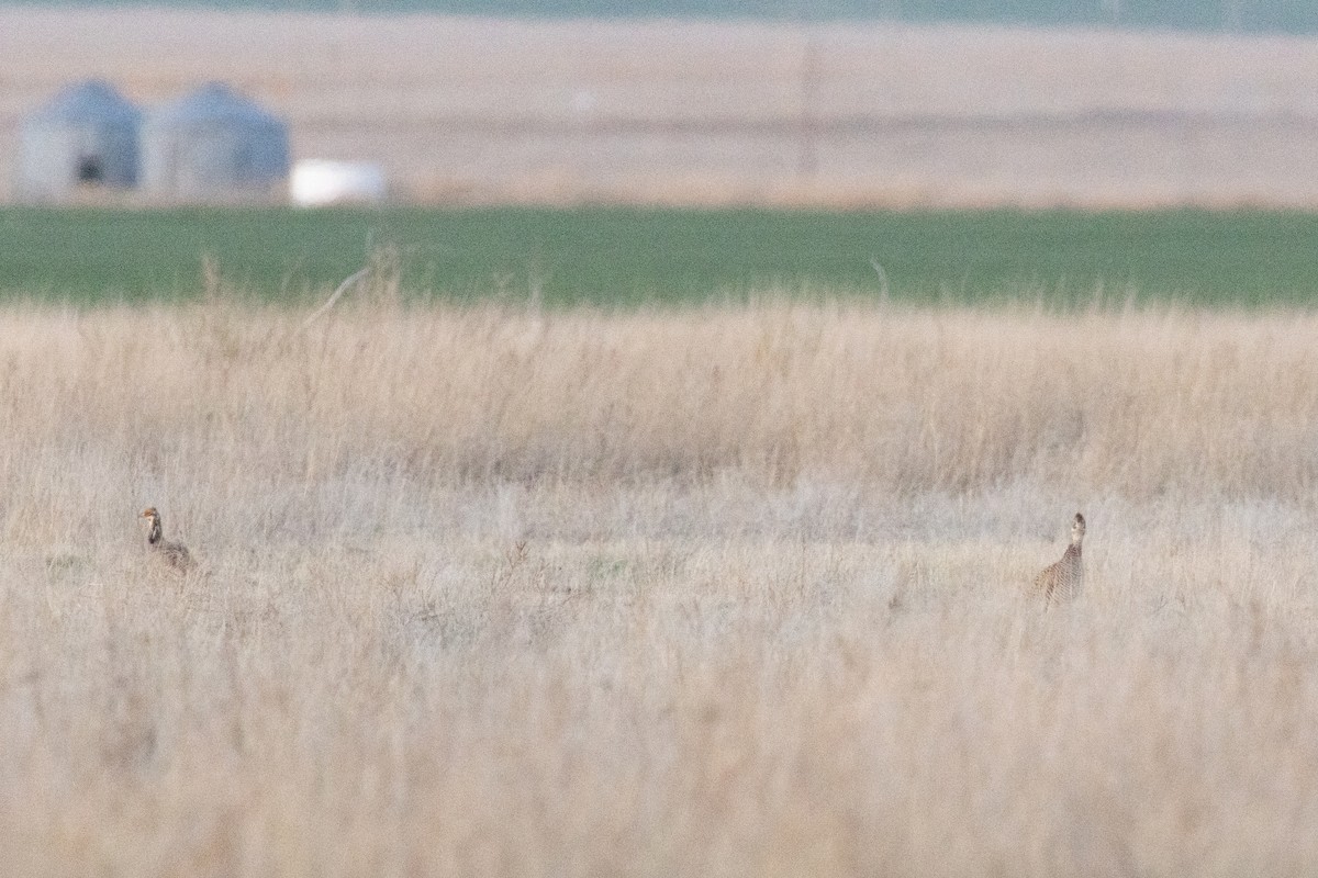 Lesser Prairie-Chicken - ML637284423
