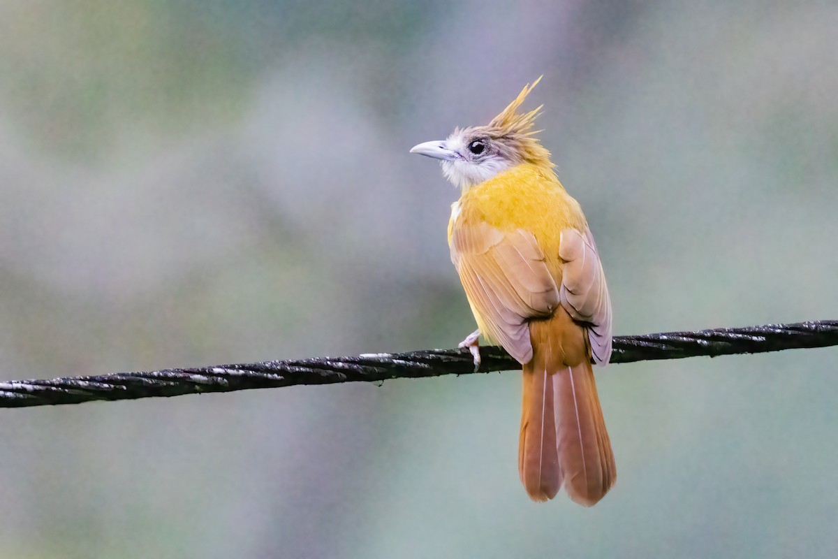 White-throated Bulbul - ML637284443