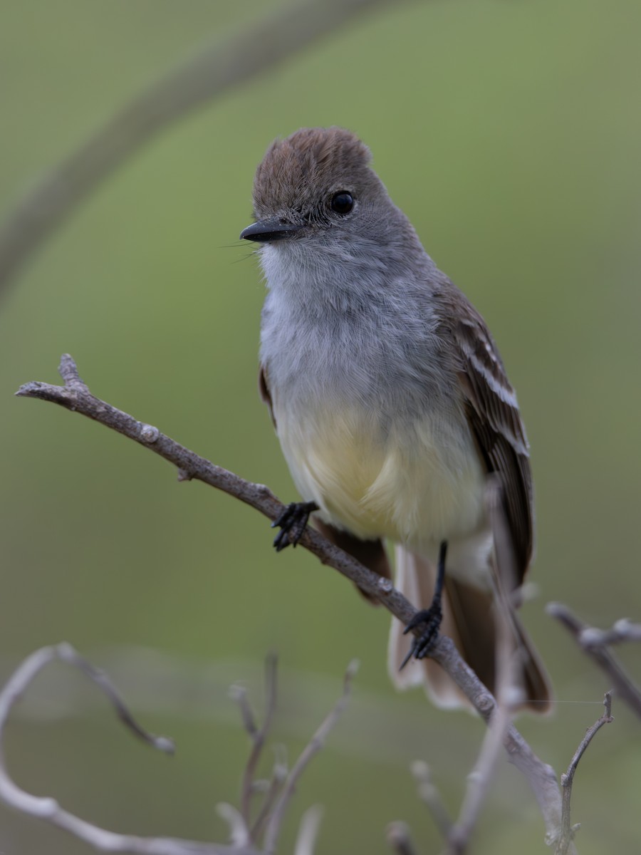 Galapagos Flycatcher - ML637284447