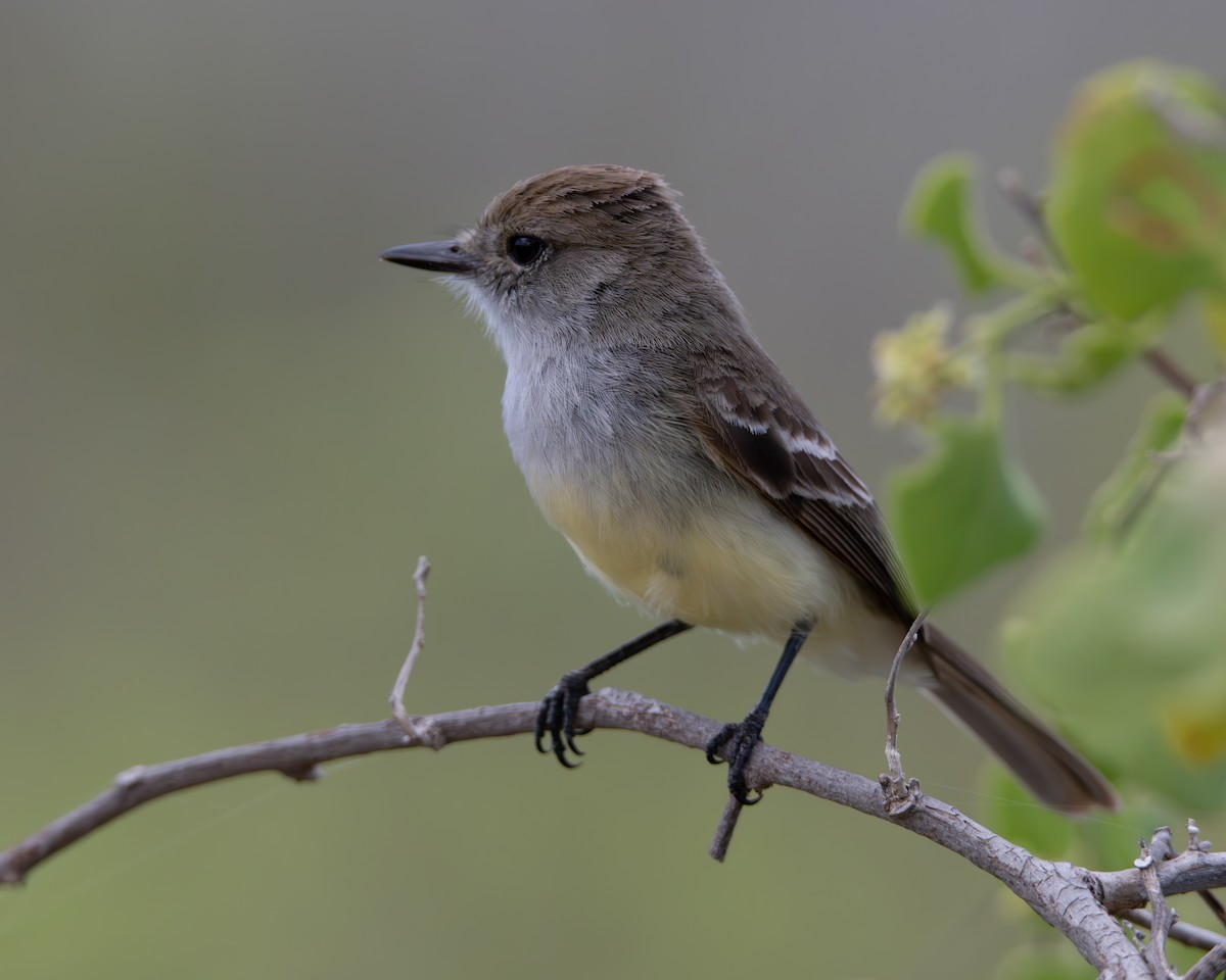 Galapagos Flycatcher - ML637284453
