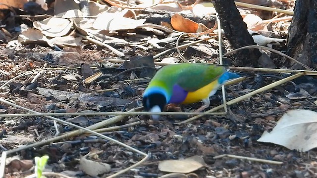 Gouldian Finch - ML637284516