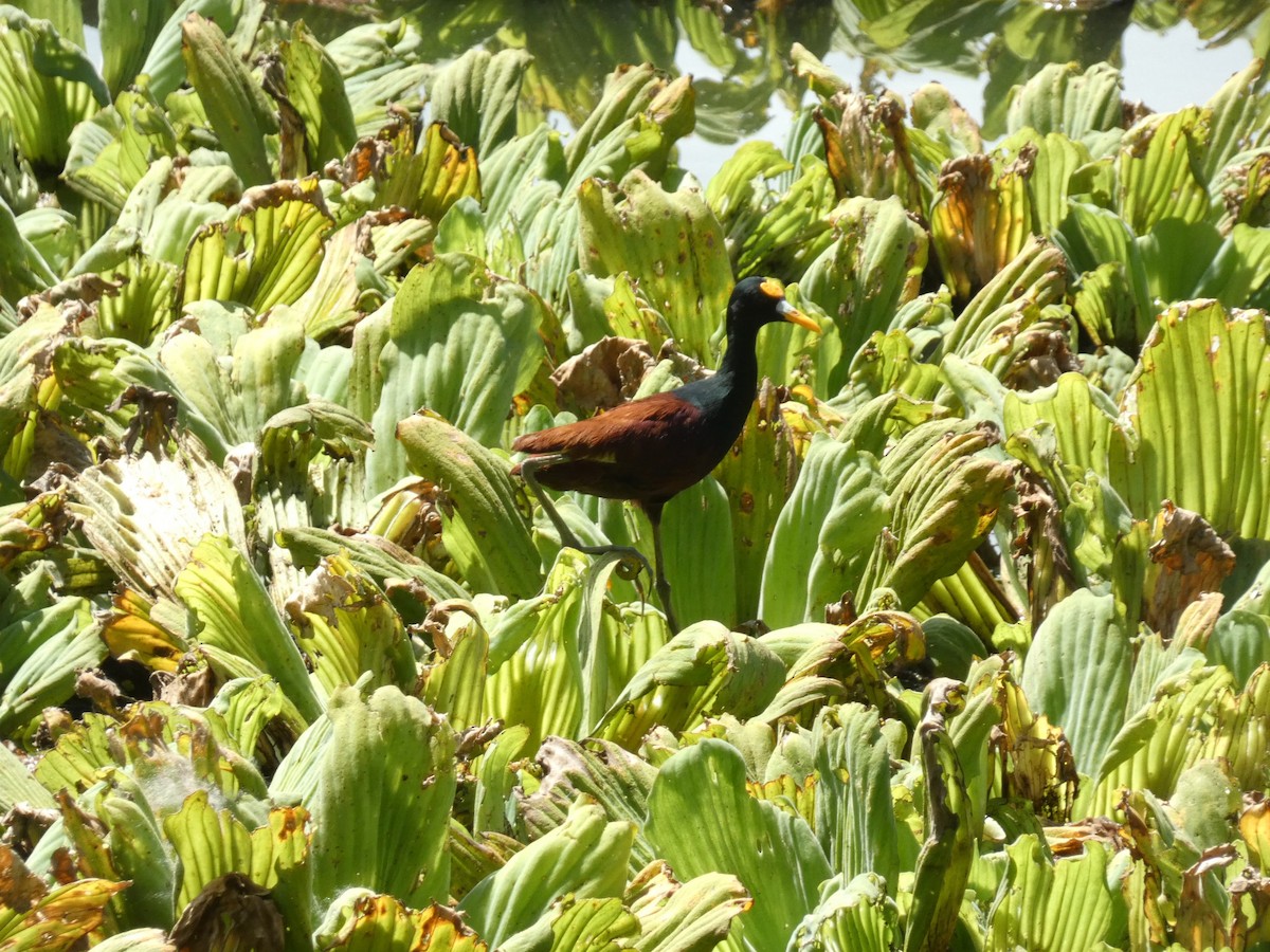Northern Jacana - ML637284558