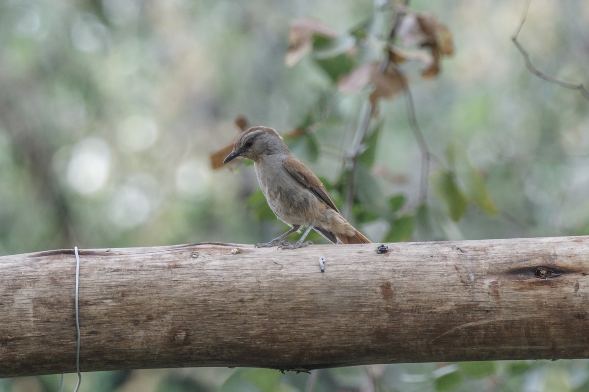 Rufous-tailed Palm-Thrush - ML637284568