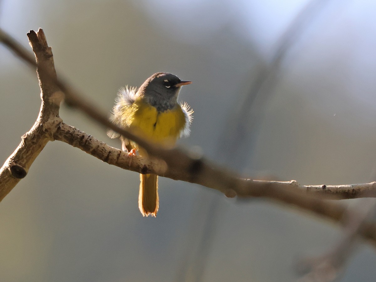 MacGillivray's Warbler - ML637284605