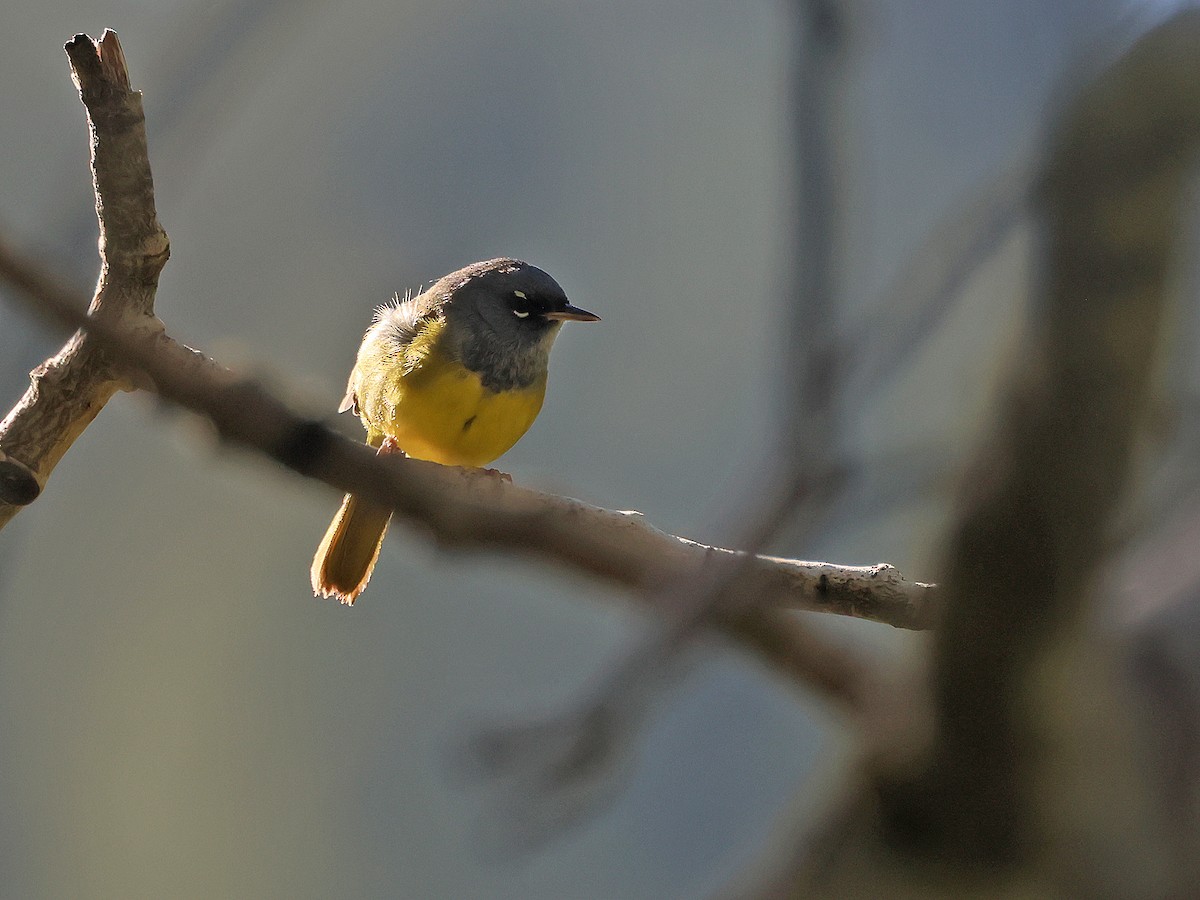 MacGillivray's Warbler - ML637284606