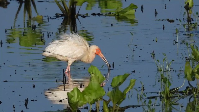 White Ibis - ML637284635