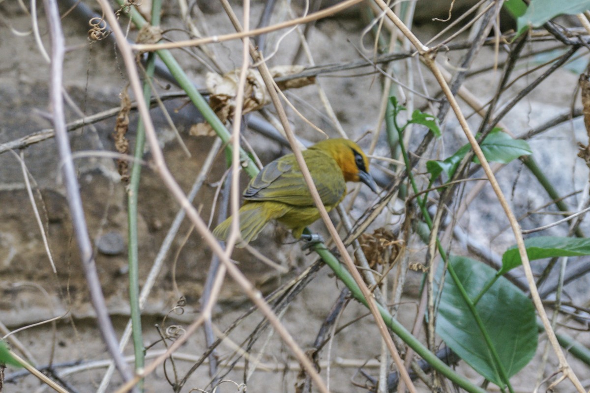 Spectacled Weaver - ML637284695