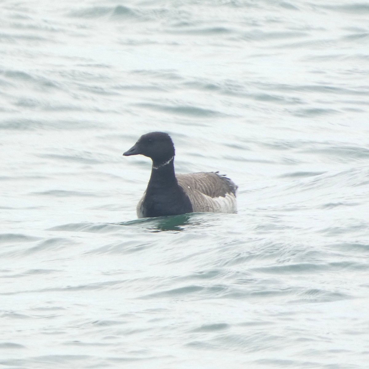 Brant - ML637284717