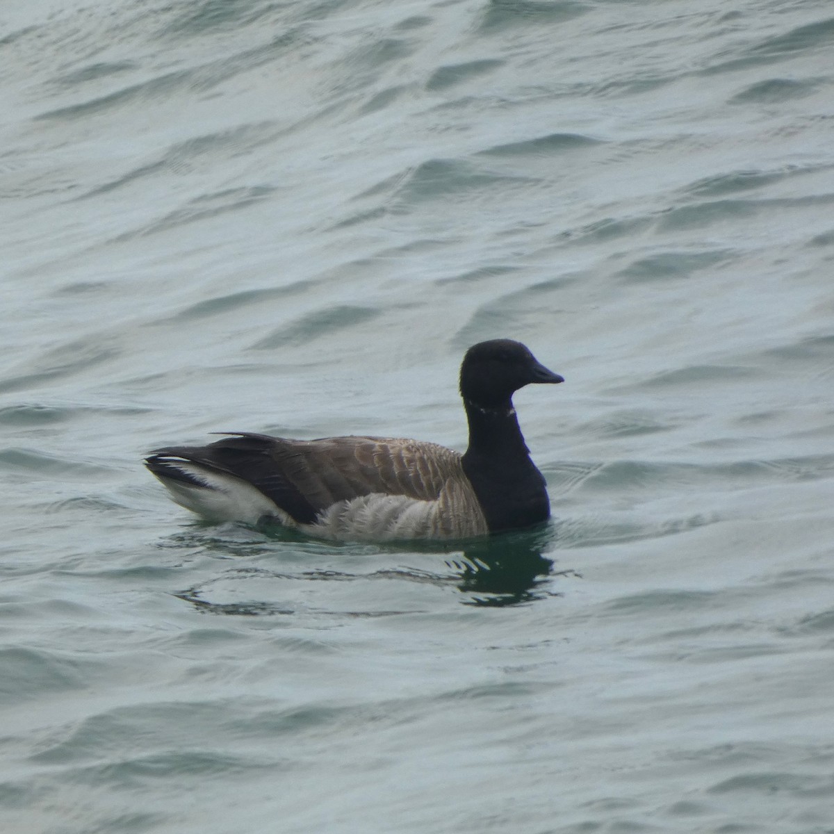 Brant - ML637284718