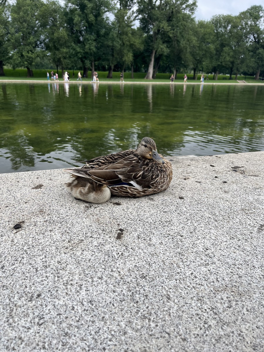 Mallard - ML637284738