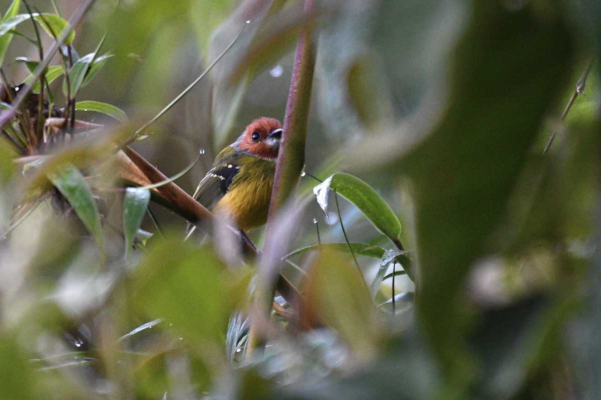 Johnson's Tody-Flycatcher - ML637284838