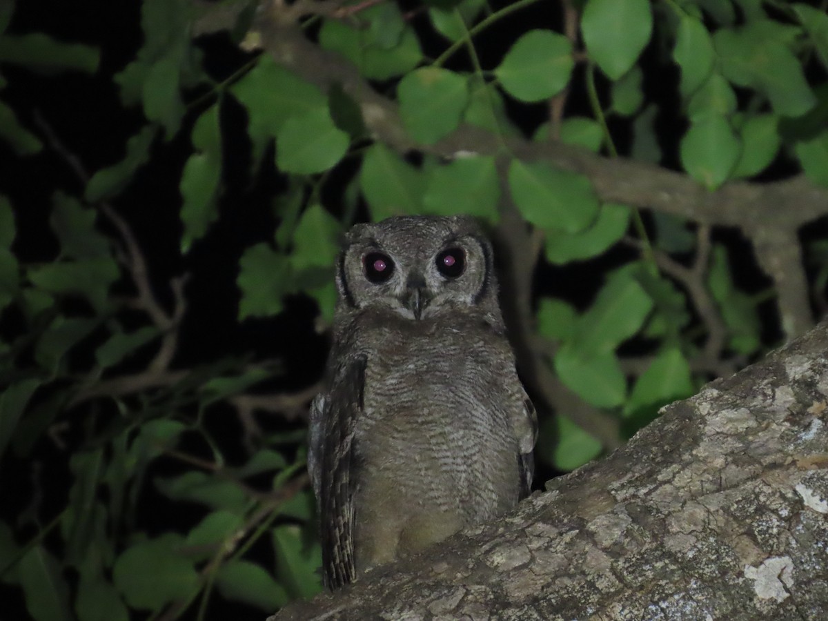 Grayish Eagle-Owl - ML637284935