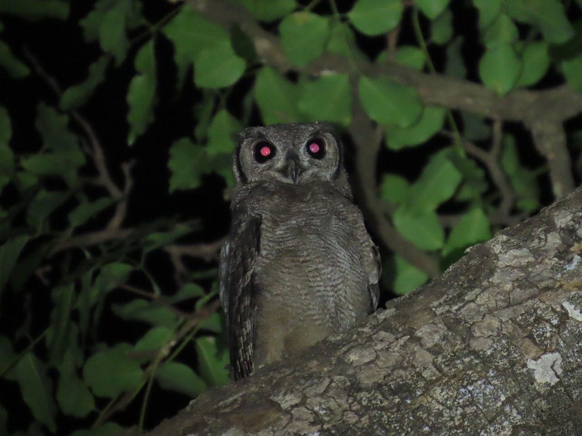 Grayish Eagle-Owl - ML637284937