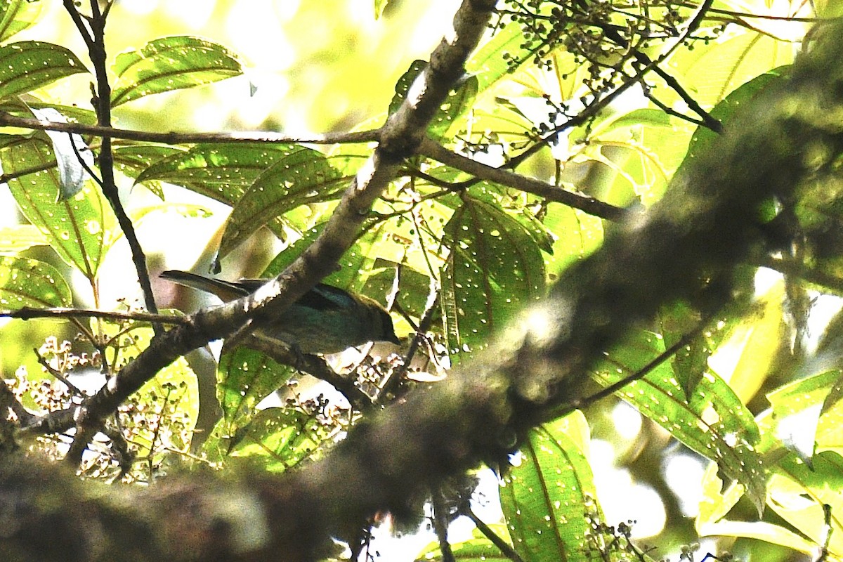 Metallic-green Tanager - ML637284946