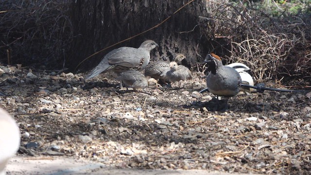 Gambel's Quail - ML637284997