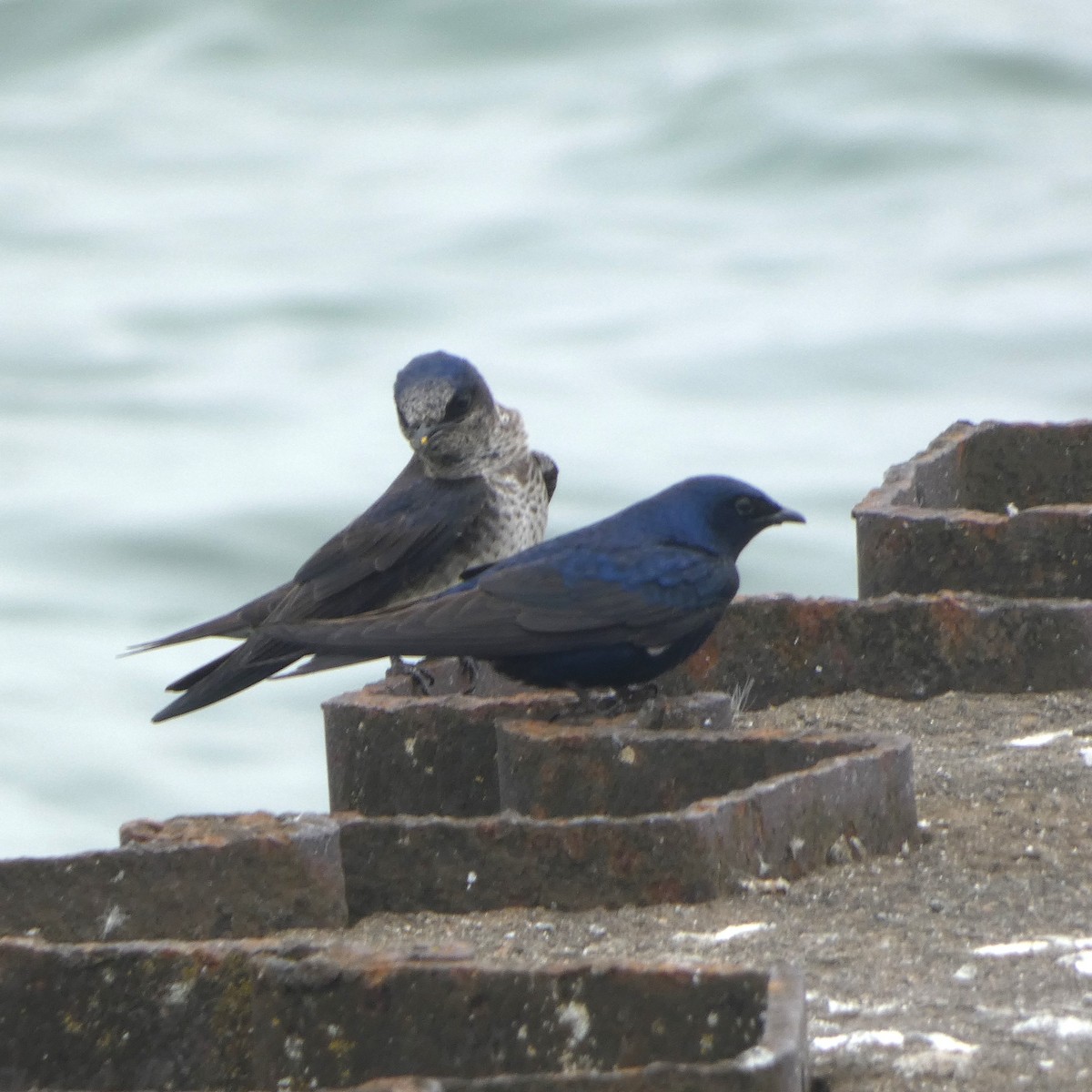 Purple Martin - ML637285001