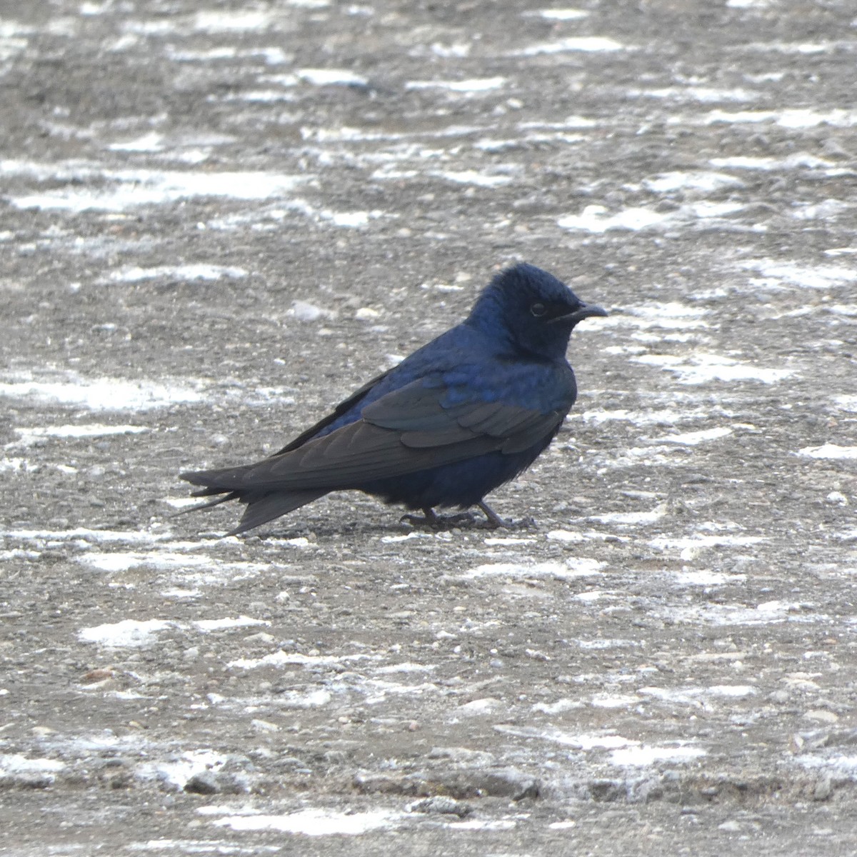 Purple Martin - ML637285002