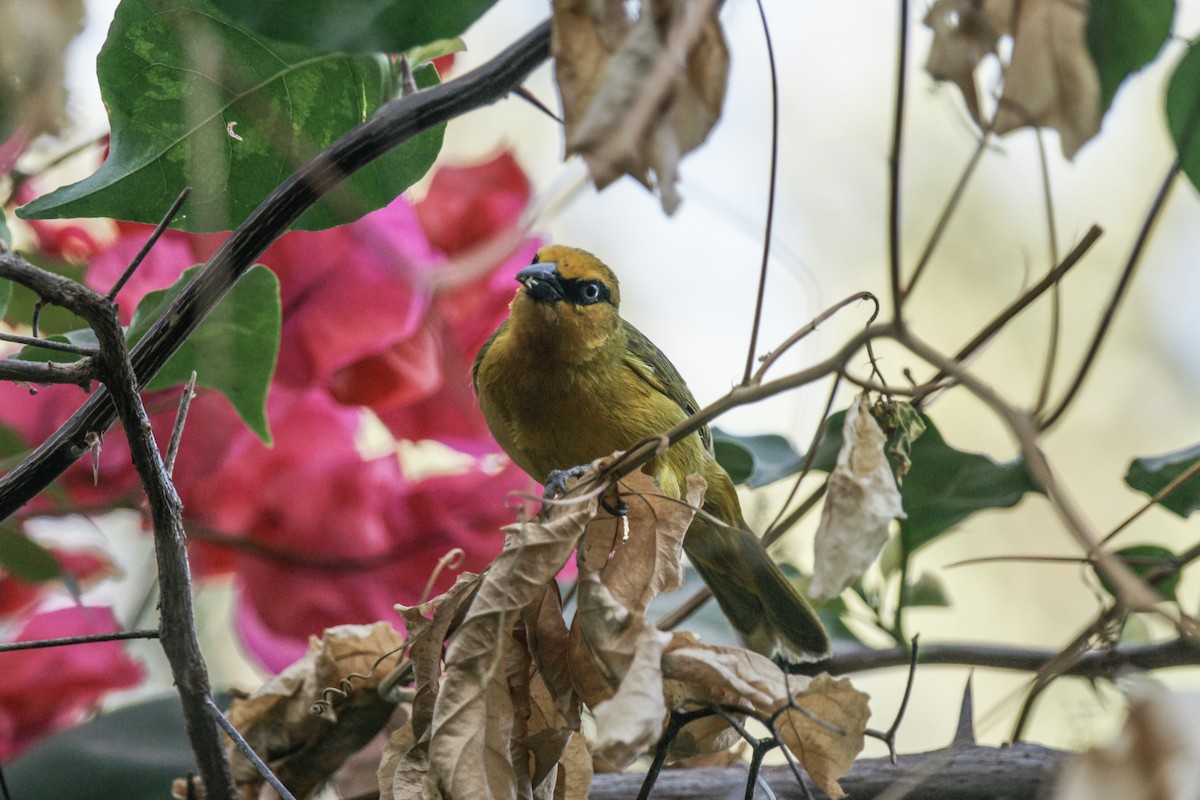 Spectacled Weaver - ML637285016