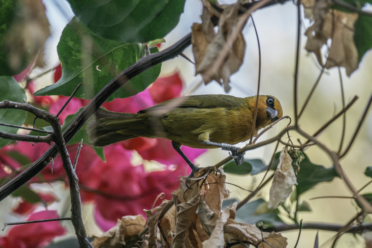 Spectacled Weaver - ML637285017
