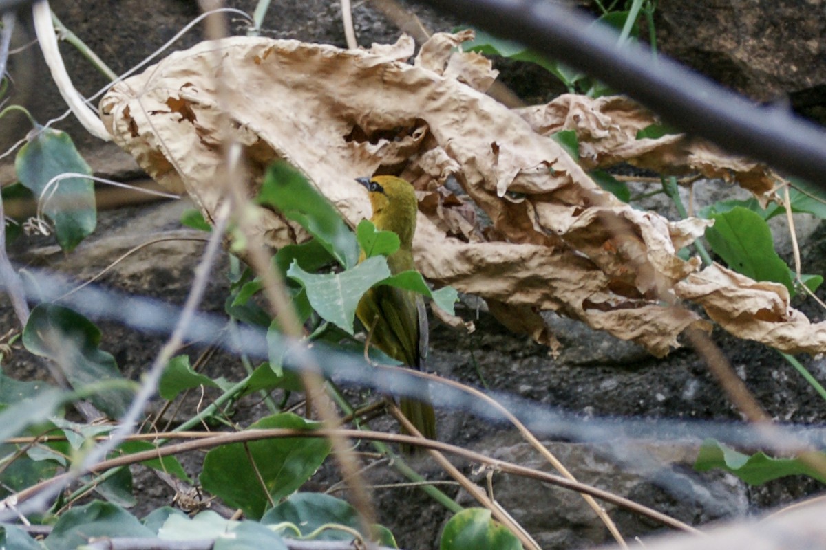 Spectacled Weaver - ML637285031