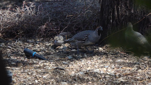 Gambel's Quail - ML637285061