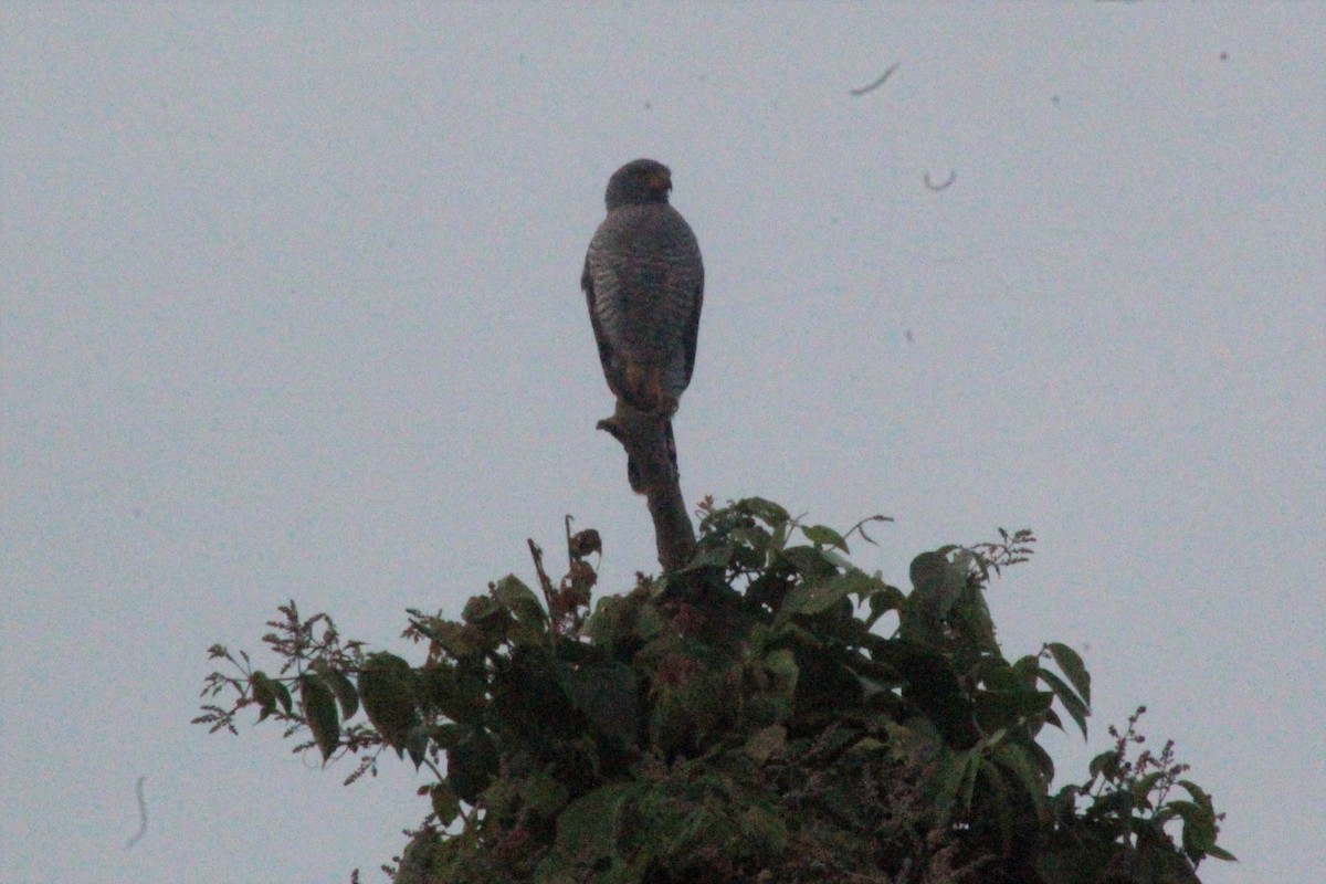Roadside Hawk - ML637285082