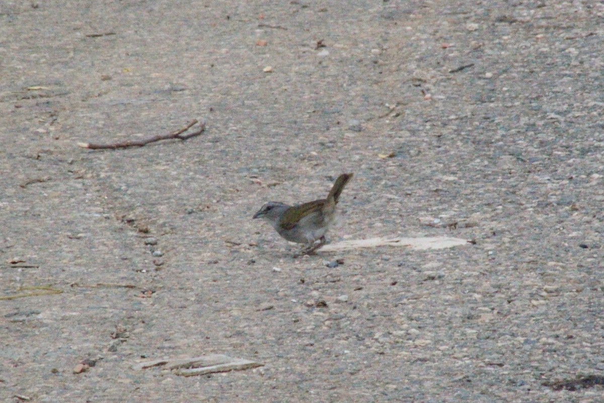 Black-striped Sparrow - ML637285098
