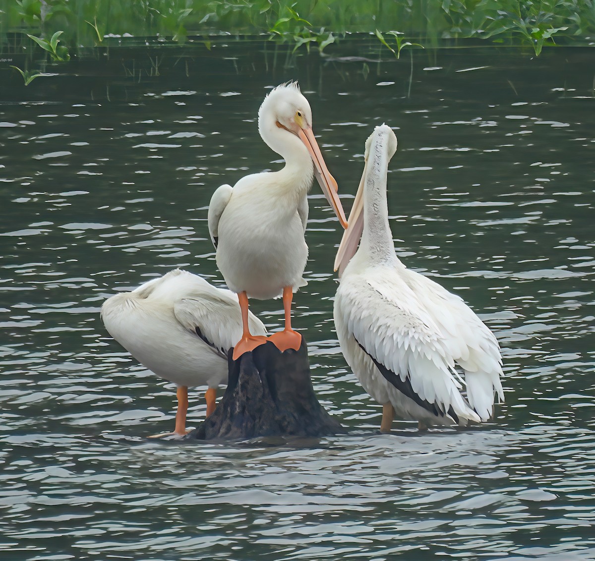 American White Pelican - ML637285105