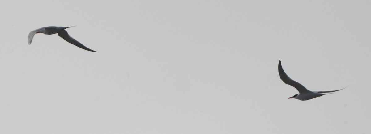 שחפית גדולה - ML637285116