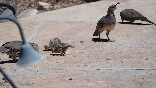 Gambel's Quail - ML637285117
