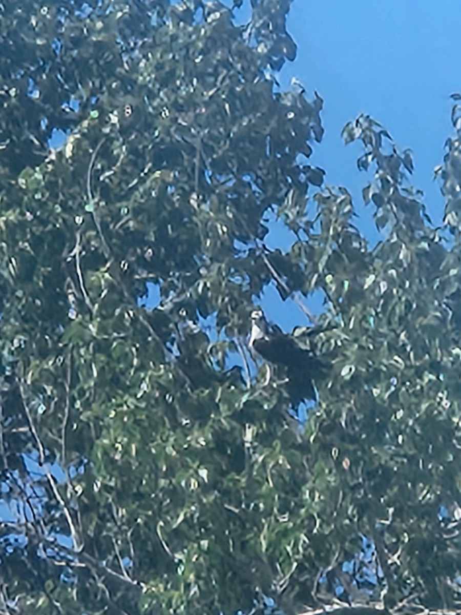 魚鷹 - ML637285168