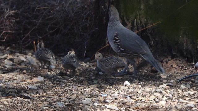 Gambel's Quail - ML637285197
