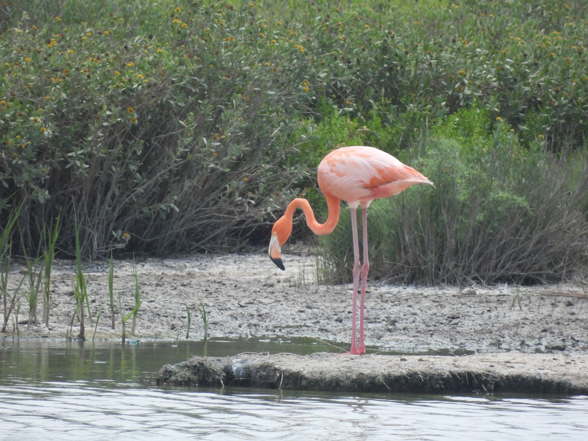 American Flamingo - ML637285206