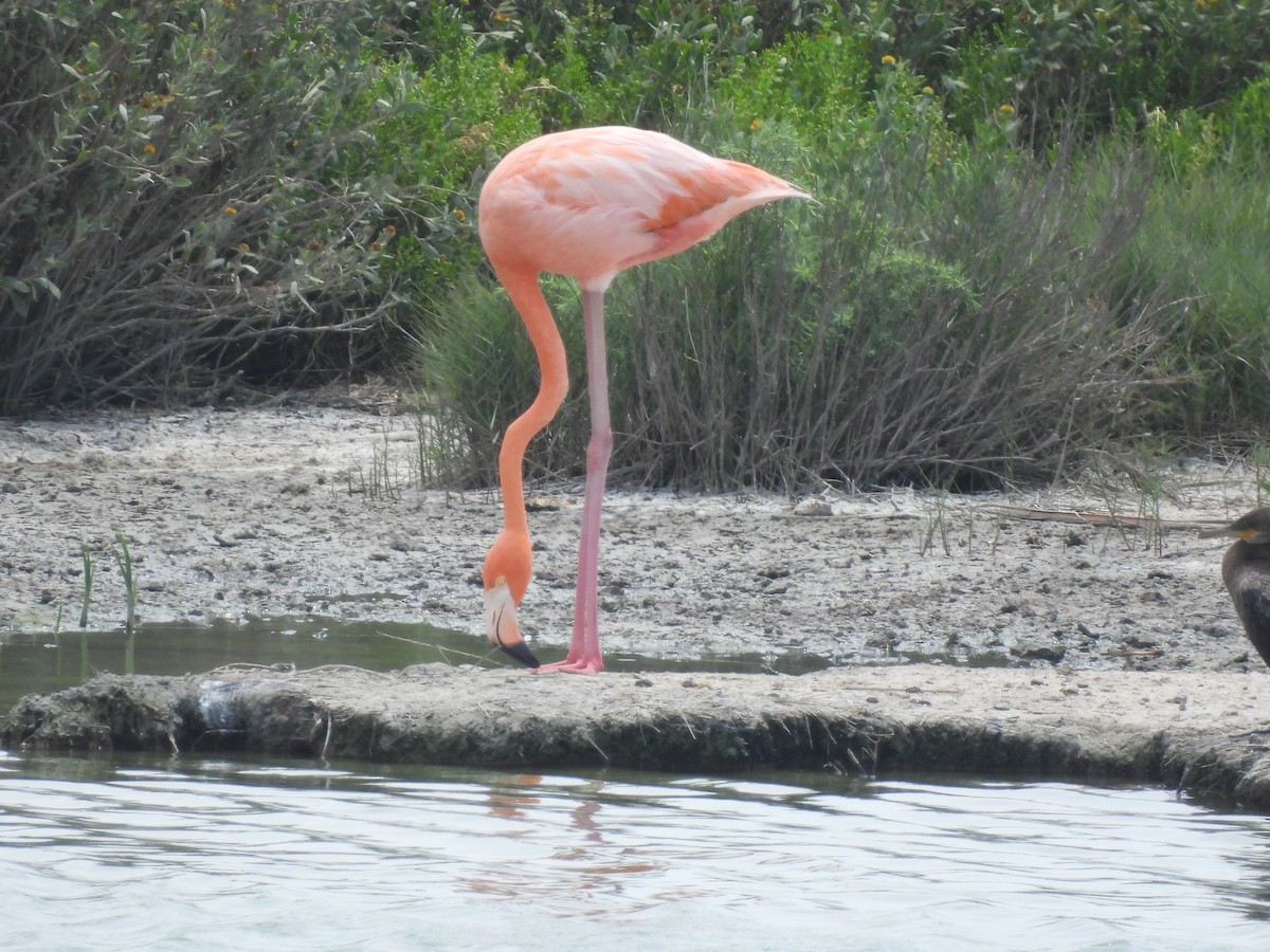 American Flamingo - ML637285207