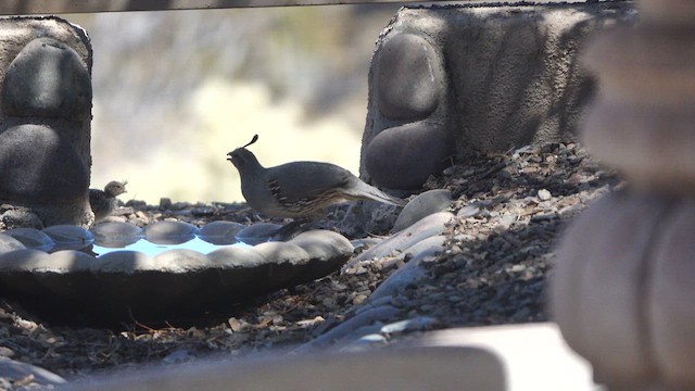 Gambel's Quail - ML637285289