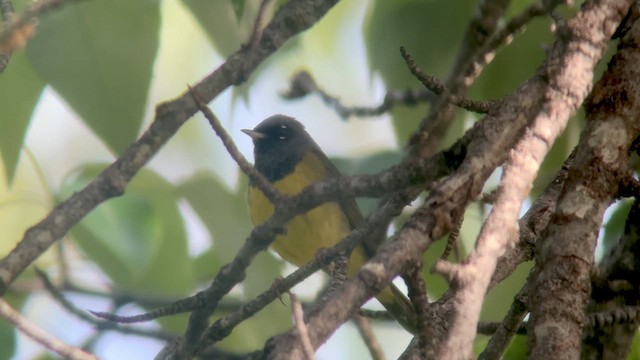 MacGillivray's Warbler - ML637285386