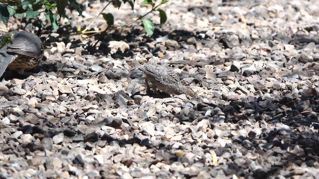 Gambel's Quail - ML637285406