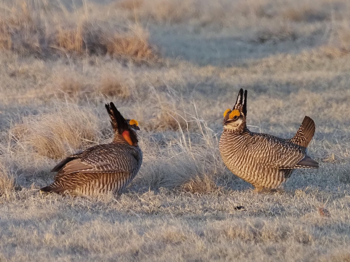 Lesser Prairie-Chicken - ML637285526