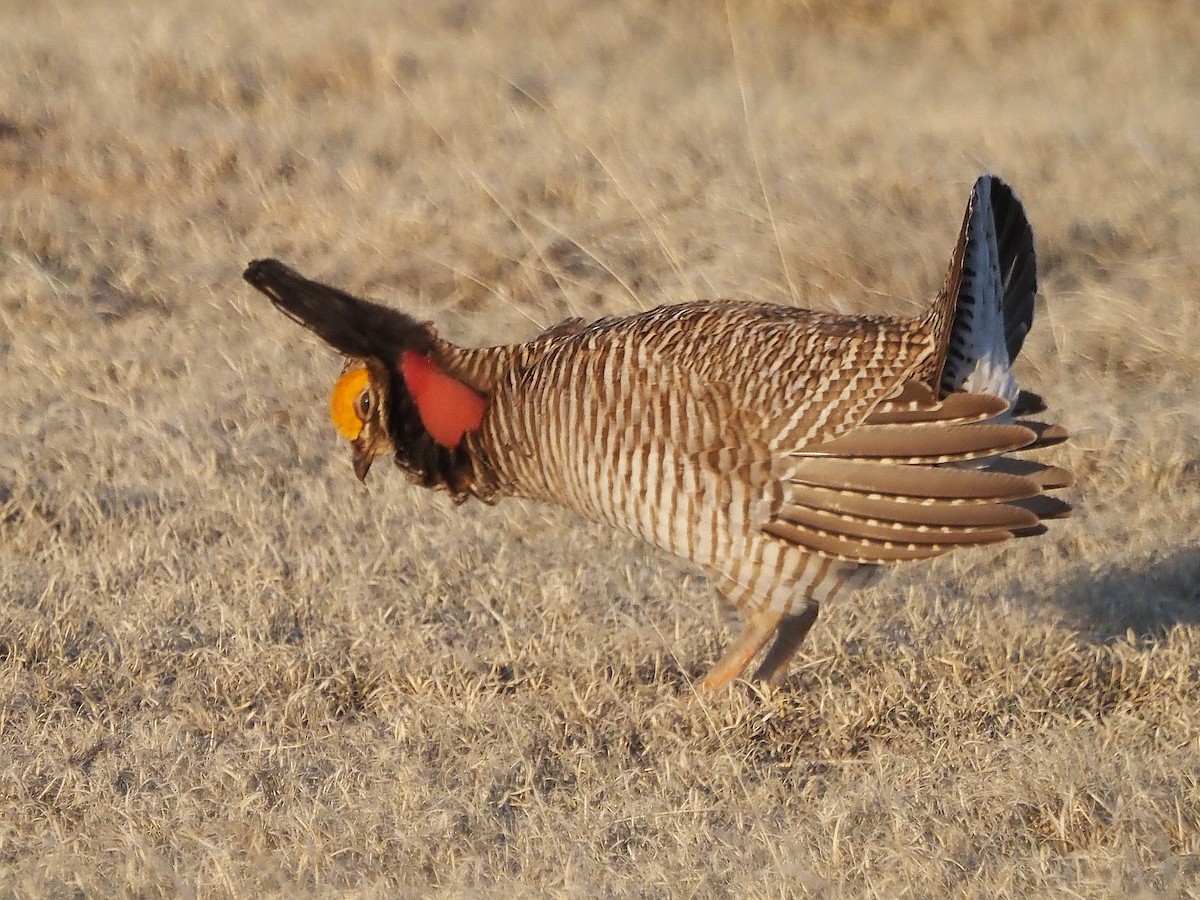 Lesser Prairie-Chicken - ML637285527