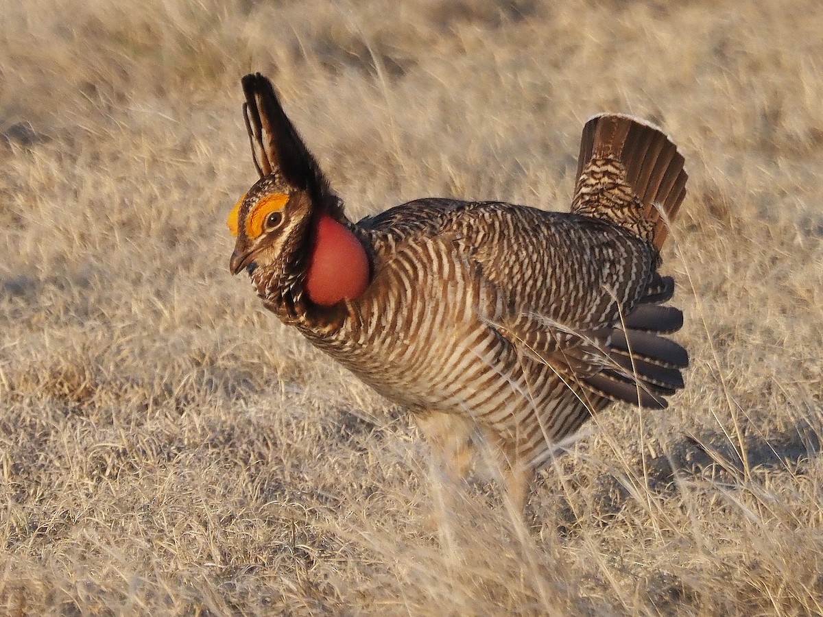 Lesser Prairie-Chicken - ML637285530