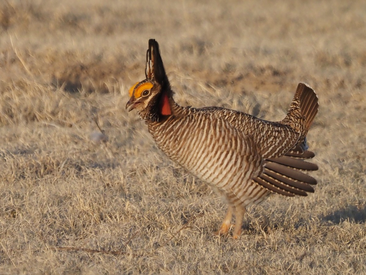 Lesser Prairie-Chicken - ML637285531