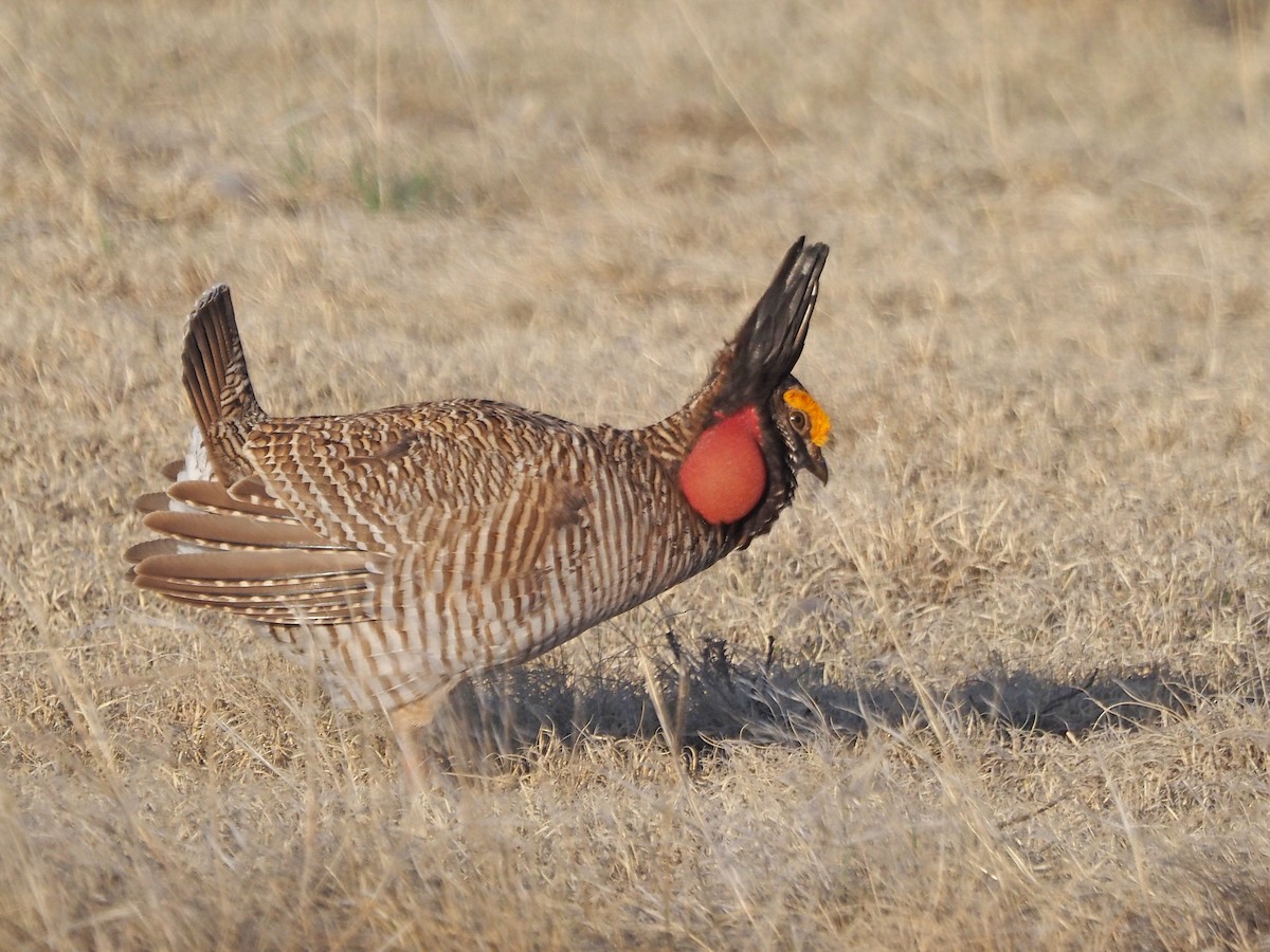 Lesser Prairie-Chicken - ML637285532
